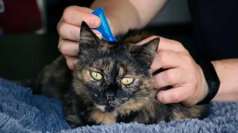 The face of a tortoiseshell cat can be seen with yellow eyes, looking pensive, as a white-skinned person holds a blue triangular pipette at the back of its neck. The cat is being gently held on a fluffy blue blanket. 