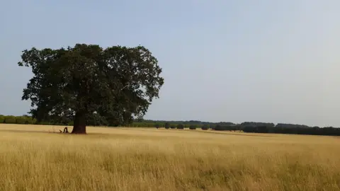 A large lone tree stands in a field of long dry grass. There are more green trees on the horizon and the sky overhead is a blue with a haze