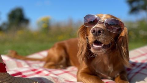 A sunbathing dog on a rug, wearing sunglasses
