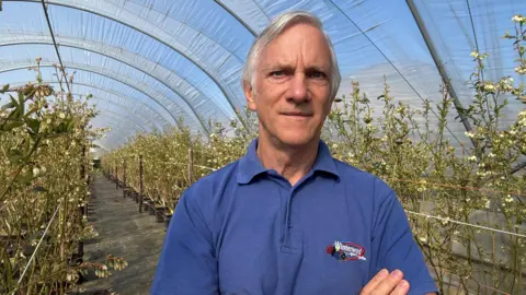 Stephen Taylor A man with grey hair and wearing a blue polo shirt is standing in a polytunnel on a farm in Kent, surrounded by crops