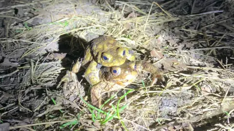 Emma Hallewell Two toads lit up by torchlight. The green amphibians are on top of each other. They are slimy, warty and green. 