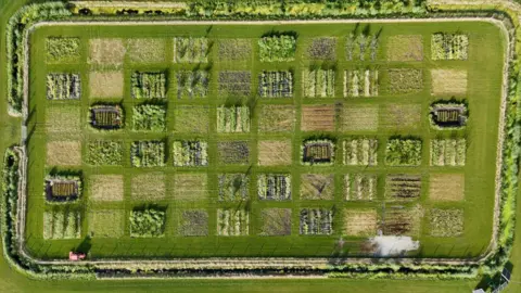 acba4460-9251-11f0-b391-6936825093bd.jpg UK's first rice crop ripe for picking after hot summer