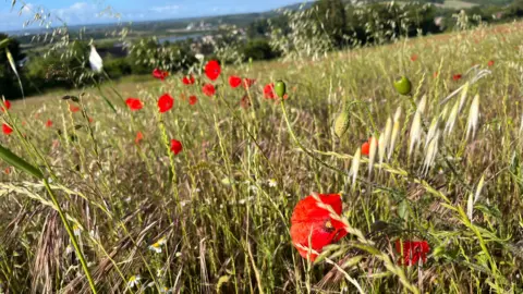 Poppies and other wild flowers in a protected arable field at Ranscombe Farm Nature Reserve overlooking the River Medway.