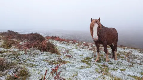 Mjo Ph0tography Horse