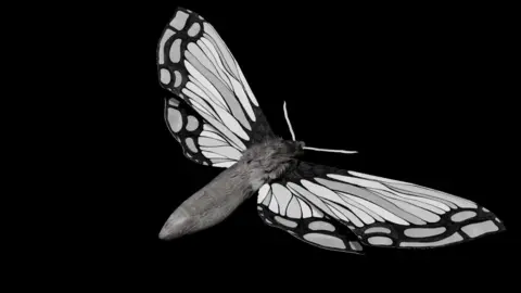 The Northern School of Arts A black and white close-up computer image of a moth with wings outstretched. It has almost a stained glass effect on its wings.