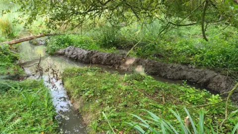 Spains Hall Estate  Image of woodland showing the progress the beavers have made in the past five years