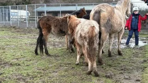Hampshire Police One large horse and two smaller horses are pictured from behind. They are stood in a muddy field. A person in a red coat is pictured standing to the right of the horses. Their face is blurred.