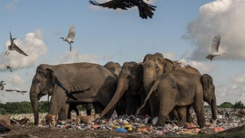 Damith Osuranga Danthanarayana photo 'Human Disaster', which shows a group of elephants standing on an area covered in plastic waste as large birds circle overhead. 