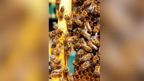 A colony of bees.
