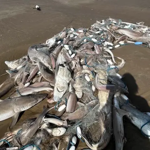 Pauline Morris A pile of dead fish washed up on a sandy beach. 