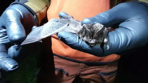 A pair of gloved hands holding a small bat at night as part of a survey