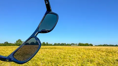 THURSDAY - A pair of black sunglasses are held in view with a yellow field of wheat stretch up to a green line of trees on the horizon with a cloudless bright blue sky filling the remainder of the image