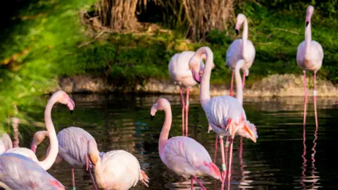 Pensthorpe Flamboyance of flamingos at Pensthorpe