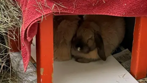 Woodgreen Two rabbits in a wooden enclosure covered with a red towel. They are sitting on a white tile.