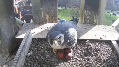 Worcester Cathedral A peregrine falcon, a largeish bird with grey and white plumage and a yellow and grey beak is sitting on top of four brown eggs in a box filled with gravel. The view from the box shows that it is high above the ground.