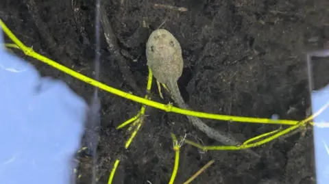 Durrell Wildlife Conservation Trust an aerial view of a small brown tadpole in the water.