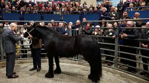 Reuters King Charles meets Pearl, a Fell pony, at Clitheroe Auction Mart, during his visit to Lancashire, in Clitheroe. He stands in the main ring surrounded by crowds of people behind blue barriers in rising tiers