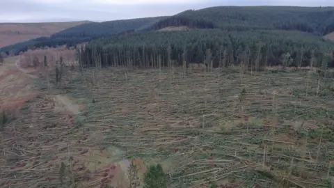 Natural Resources Wales Thousands of fallen trees pictured at Mynydd Du Forest near Crickhowell, heavily blocking the roads. 