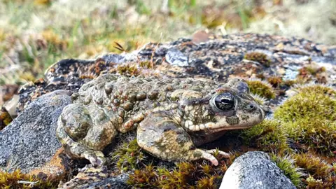 A toad sits on some stones and moss.