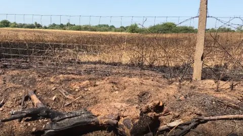 A burnt field with blackened ground and a fence line, showing damage from a fire.
