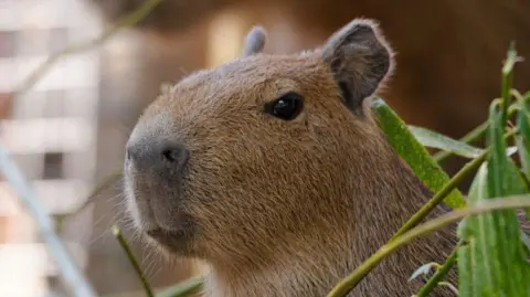 Jersey Zoo A close up of a brown capybara looking to the side with green foliage in the background. 