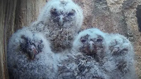 A screenshot from a video camera of four tawny owlets in a wooden box. 