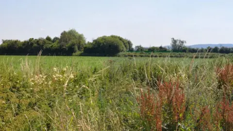 A field with weed like cream and red coloured plants in the foreground