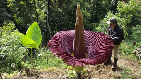 Getty Images A large plant with a maroon skirt and tall brown spike in the countryside, and a man in uniform standing next to it