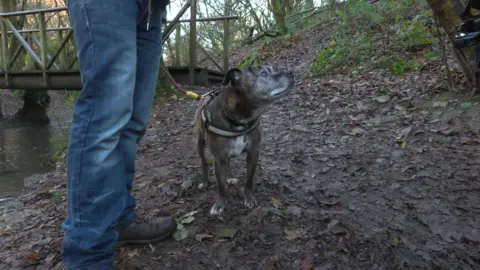Bud the Staffordshire terrier looks up at someone out of shot. He is brown brindle with white markings. 