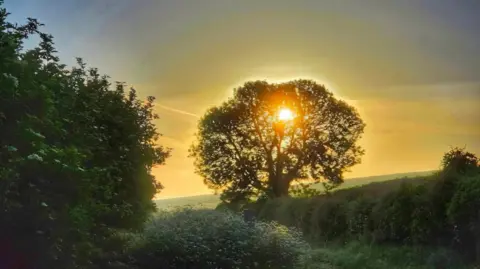 Susan Ward The sun shines through a tree on the edge of a field.