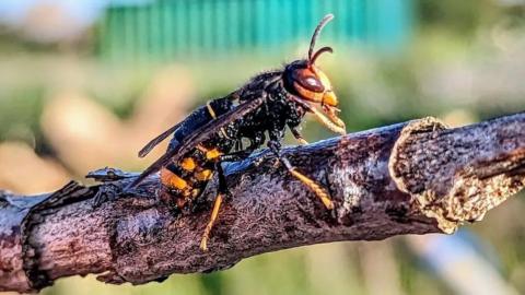 An Asian hornet on a branch in Folkestone, Kent