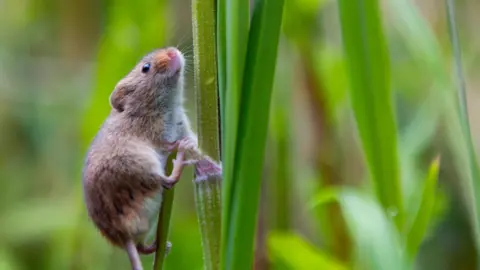 PA Media A close-up of a harvest mouse on the right climbing up a plant. The mouse is small and has brown fur. It is looking up and the plant is green.