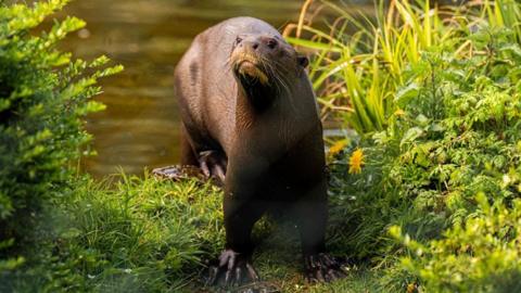 Rare male giant otter arrives at Chester Zoo