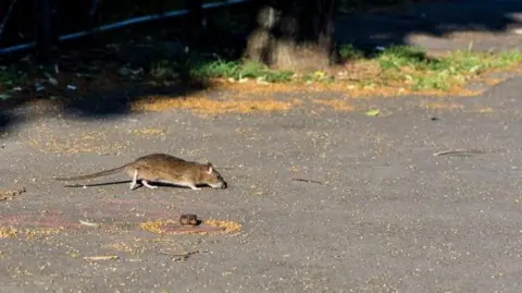 Getty Images A rat scurrying across a road near a tree