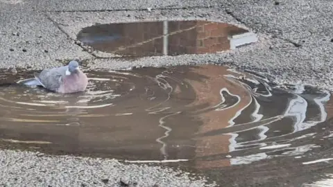 Vikki Irwin/BBC A grey pigeon sitting in a rippling water-filled pothole.