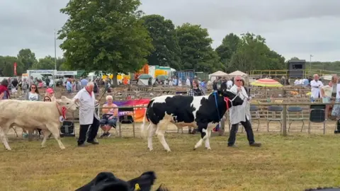 Two cows - one black and white and one white - each being led by a person in black trousers and a white coat. They are in an arena and people are watching.
