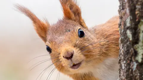 A red squirrel sticking their head out beside a tree