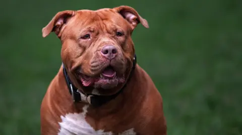 A brown XL bully dog. It is a large, stocky dog with a brown nose and a white belly. It is pictured outside. 