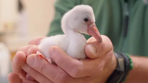 Fluffy white flamingo chick in cupped hands