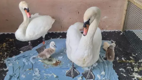 The Waterfowl Sanctuary Two adult swans and three cygnets. The female is on the left towards the back of a pen, the male is in the front middle and the three cygnets are at their feet on a blue blanket. They are surrounded by white feathers.
