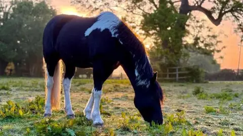 Diana A black and white horse grazes in a field with the sun setting in the background, creating an orange sky