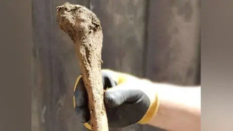A gloved hand holding one of the ancient bones. The bone is pale brown in colour and is narrow where it is held, getting wider and more bulbous near the top.