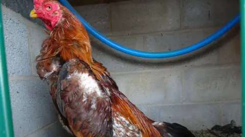 RSPCA A brown chicken that appears to be missing a lot of its feathers sat in a pen with grey brick walls.