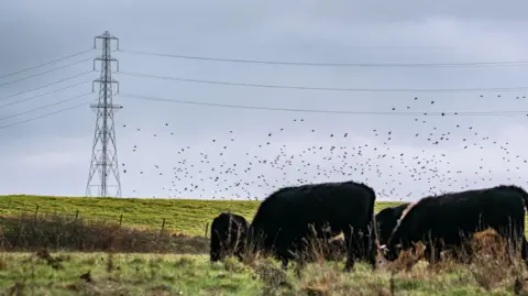 WWT The photo shows a small herd of dark-coloured cattle grazing on a grassy field. The landscape is flat, with rough grass and a low wire fence running along the edge of the field. Behind the cattle, a large electricity pylon rises against a cloudy sky. Flocks of birds are flying in formation across the sky.