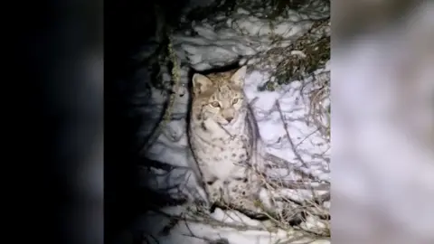 Phone footage of a lynx at night in a snowy forest.