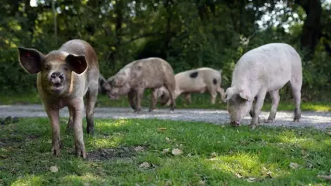 Four pigs foraging on grass surrounding a path in the New Forest, with trees in the background.