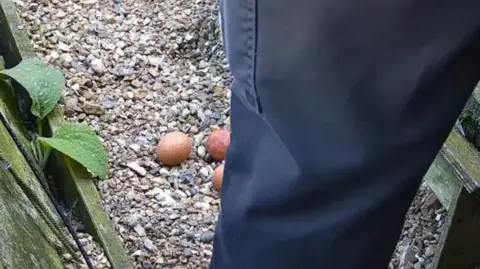 St Albans Cathedral A close up of an individual wearing blue trousers that was seen trampling on the eggs. Their mother was not guarding the eggs at the time.