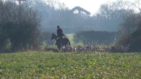 A huntsman on horseback with a pack of hounds in a field