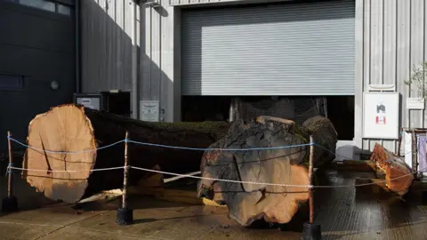 SHSC Two parts of a large oak tree rest on their sides outside a warehouse. They have been roped off.