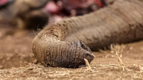 A close up shot of Genghis Khan's trunk lying draped and lifeless on dusty, dry ground